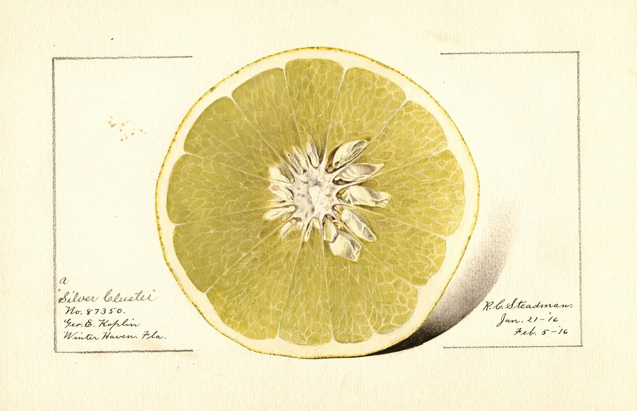 Citrus Paradisi Silver Cluster Wall Art by Royal Charles Steadman - High-Resolution Digital Print