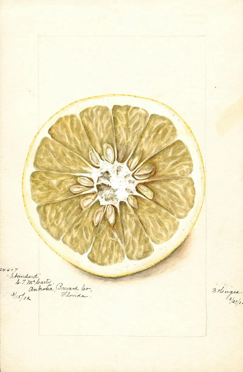 Citrus Paradisi Standard Wall Art by Bertha Heiges - High-Resolution Digital Print
