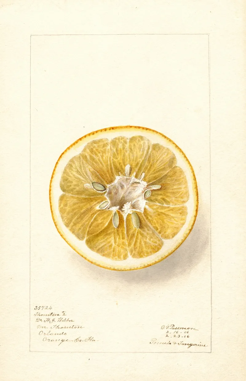 Citrus Paradisi Thornton No Wall Art by Deborah Griscom Passmore - High-Resolution Digital Print