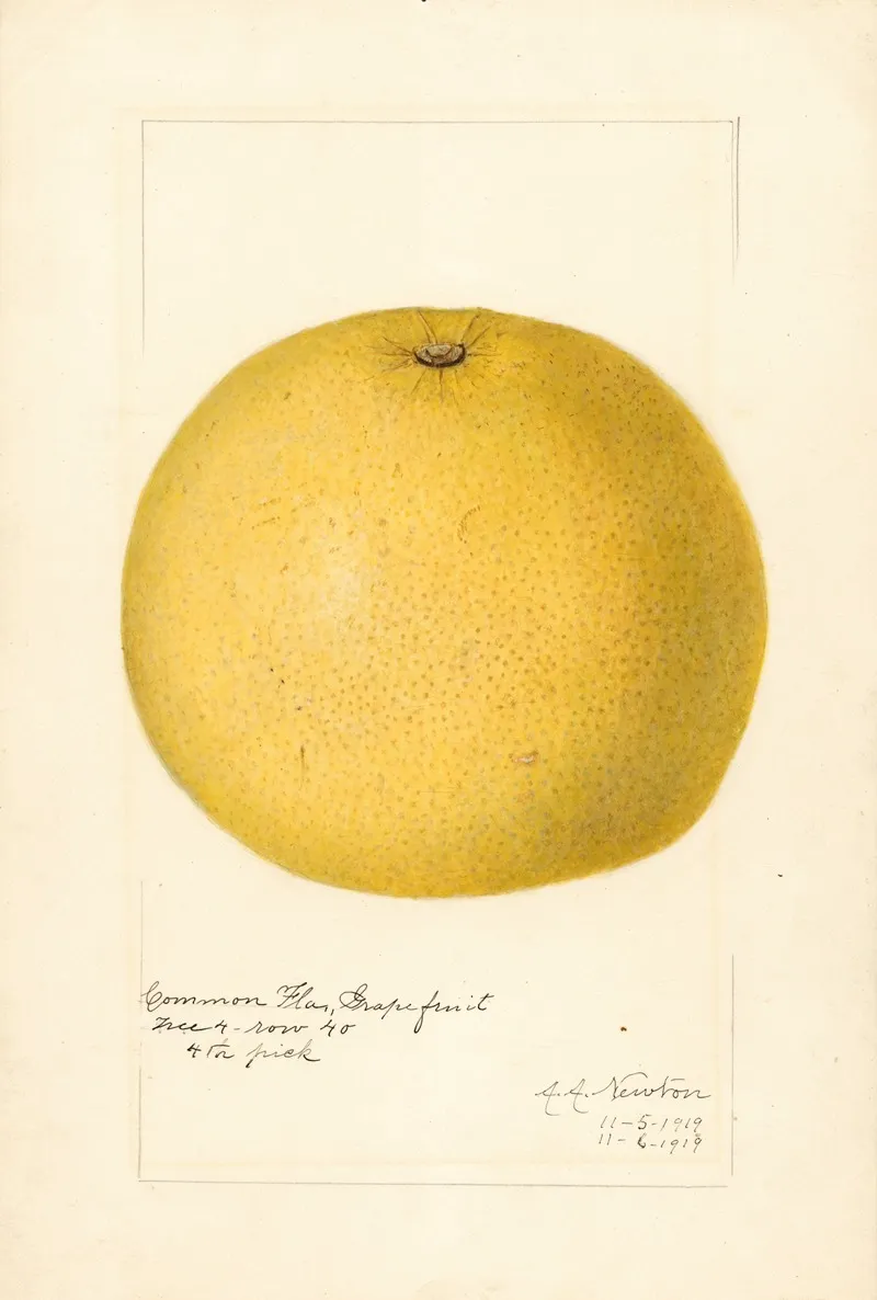 Citrus Paradisi Wall Art by Amanda Almira Newton - High-Resolution Digital Print