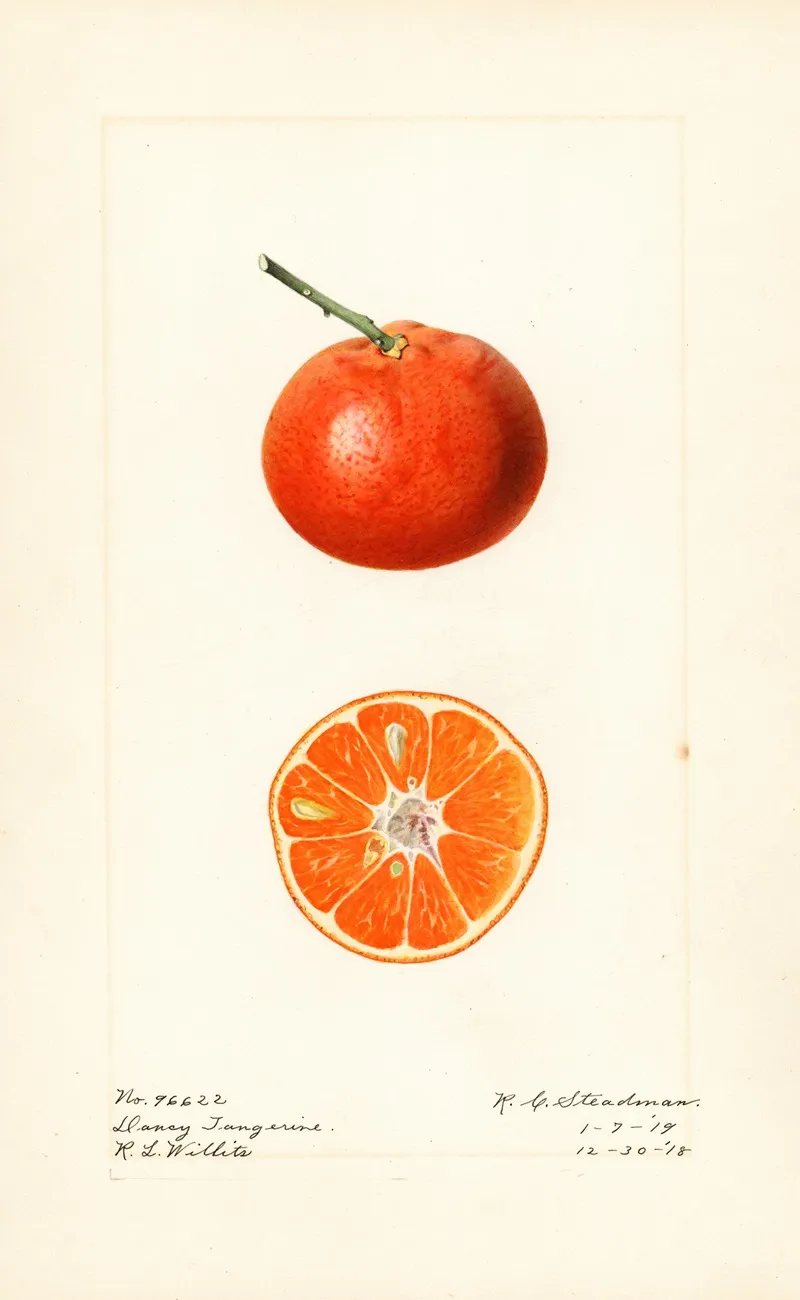 Citrus Reticulata Dancy Wall Art by Royal Charles Steadman - High-Resolution Digital Print