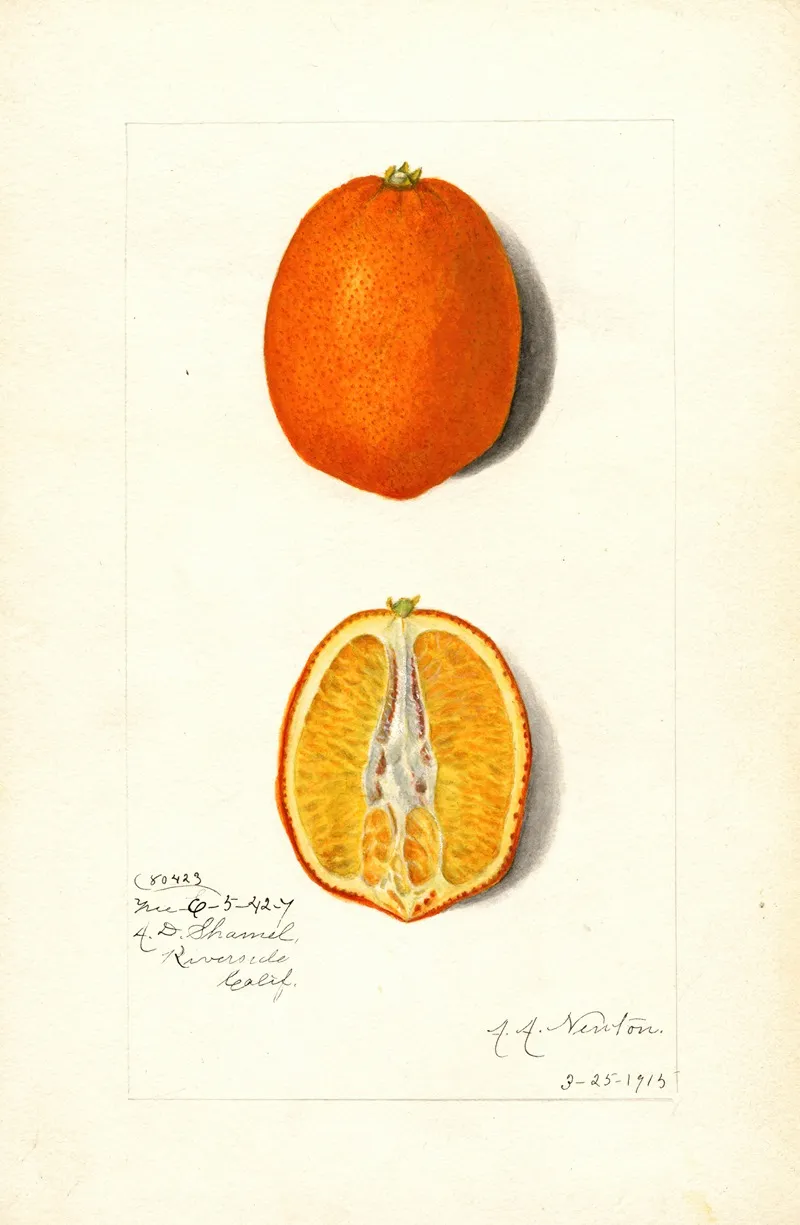 Citrus Sinensis 10 Wall Art by Amanda Almira Newton - High-Resolution Digital Print