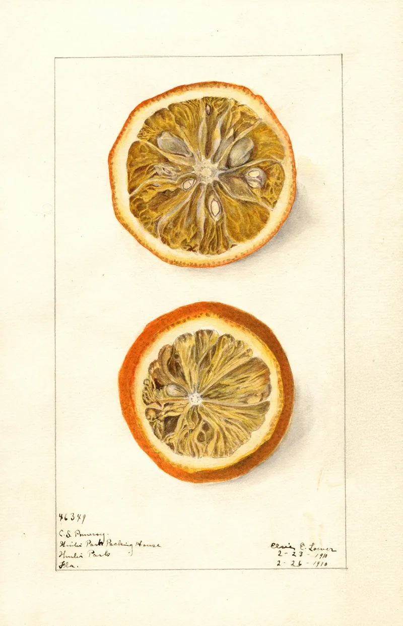 Citrus Sinensis 11 Wall Art by Elsie E. Lower - High-Resolution Digital Print