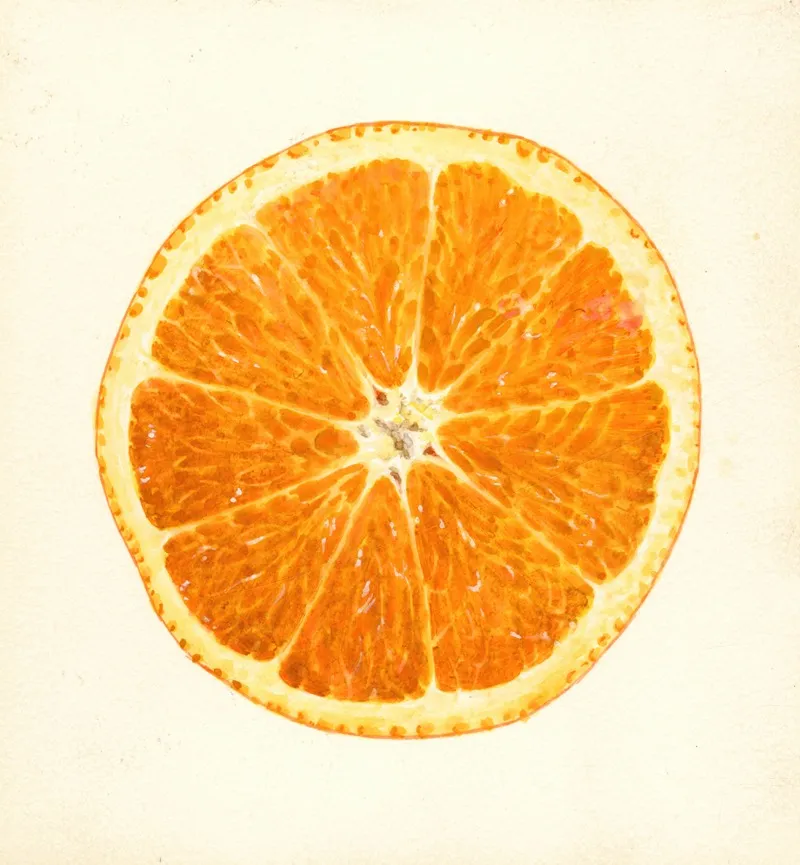 Citrus Sinensis 13 Wall Art by James Marion Shull - High-Resolution Digital Print