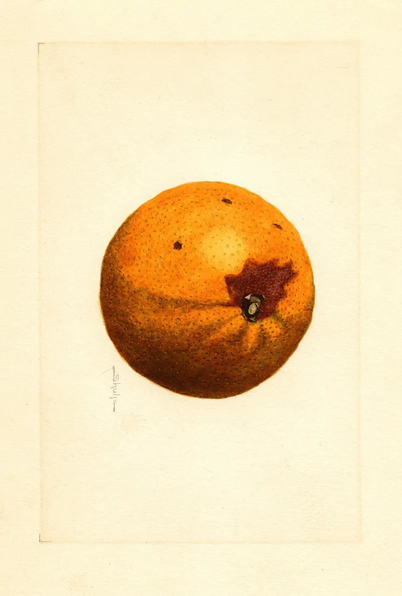 Citrus Sinensis 15 Wall Art by James Marion Shull - High-Resolution Digital Print