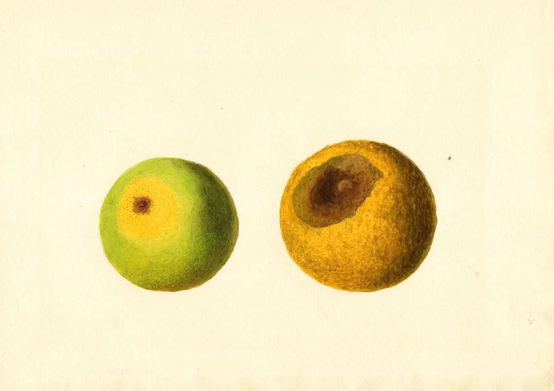 Citrus Sinensis 16 Wall Art by James Marion Shull - High-Resolution Digital Print