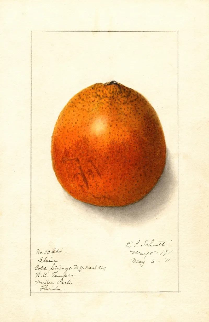 Citrus Sinensis 3 Wall Art by Ellen Isham Schutt - High-Resolution Digital Print