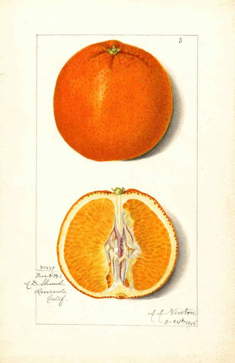 Citrus Sinensis 5 Wall Art by Amanda Almira Newton - High-Resolution Digital Print