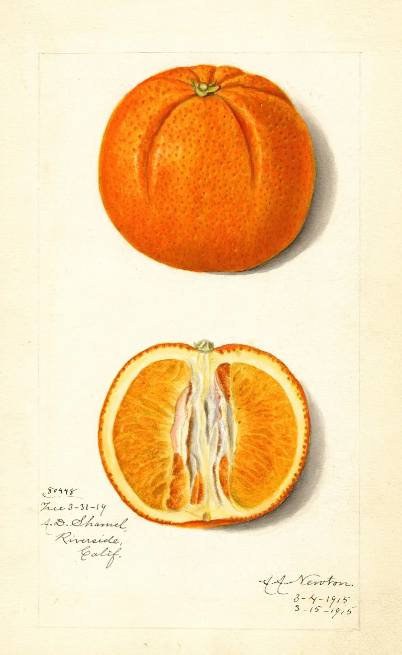 Citrus Sinensis 6 Wall Art by Amanda Almira Newton - High-Resolution Digital Print