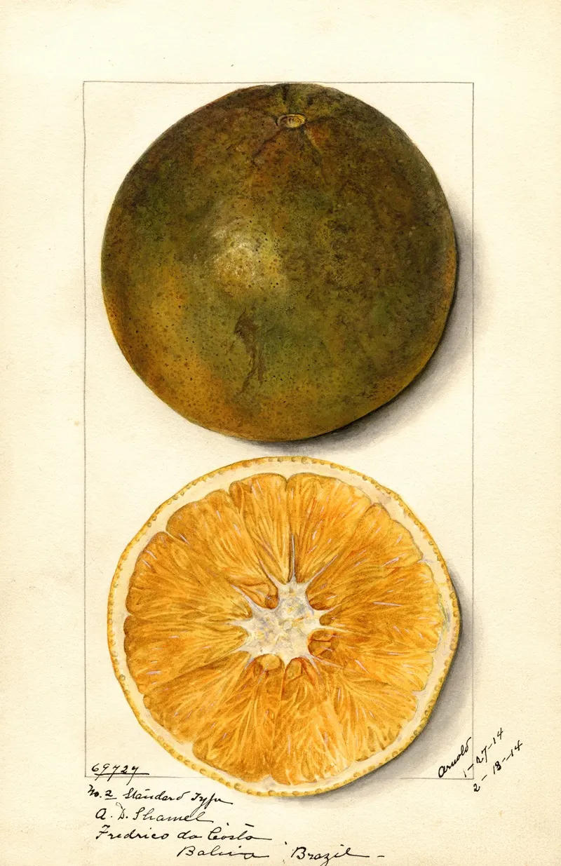 Citrus Sinensis 7 Wall Art by Mary Daisy Arnold - High-Resolution Digital Print