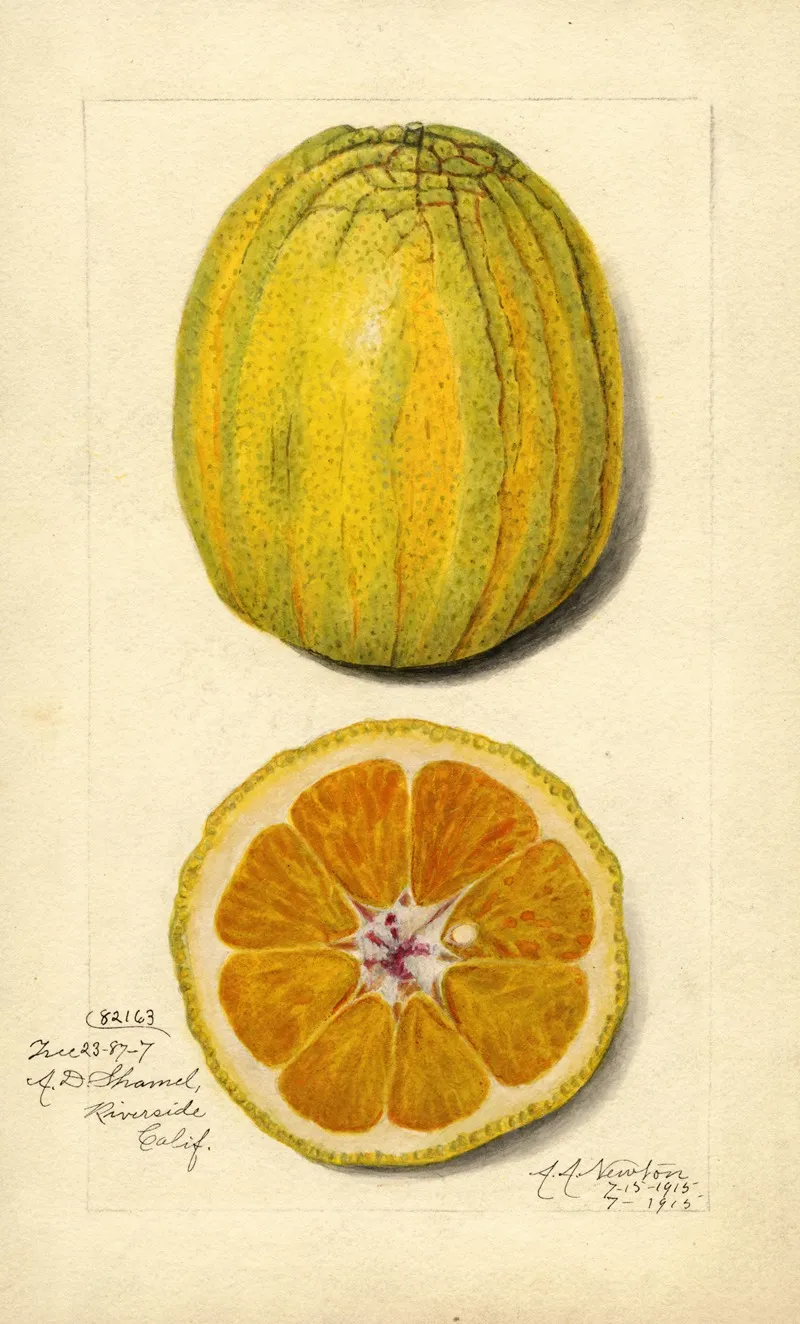 Citrus Sinensis 8 Wall Art by Amanda Almira Newton - High-Resolution Digital Print