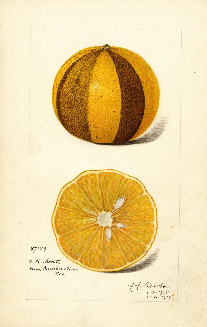 Citrus Sinensis 9 Wall Art by Amanda Almira Newton - High-Resolution Digital Print