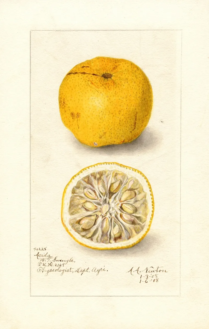 Citrus Sinensis Acida Wall Art by Amanda Almira Newton - High-Resolution Digital Print