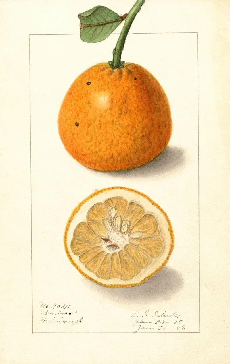 Citrus Sinensis Bonboro Wall Art by Ellen Isham Schutt - High-Resolution Digital Print