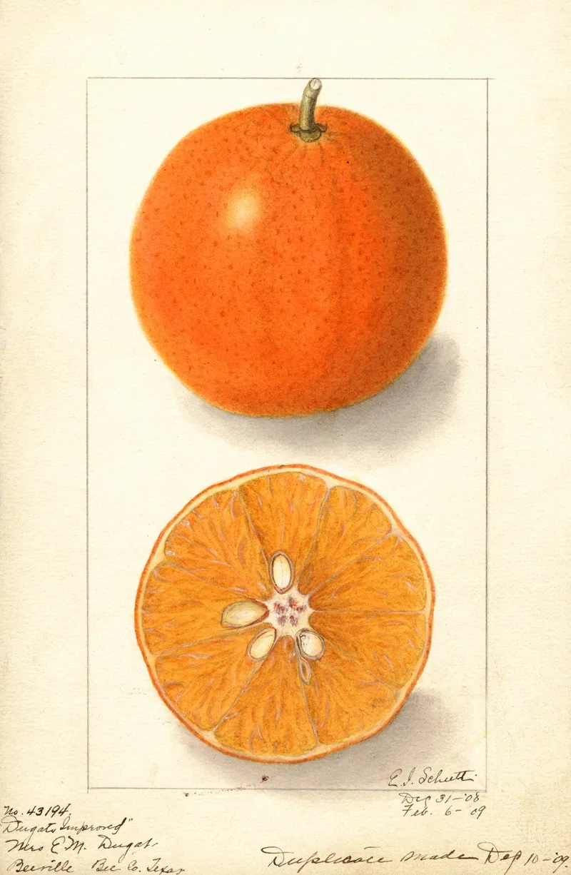 Citrus Sinensis Dugats Improved Wall Art by Ellen Isham Schutt - High-Resolution Digital Print