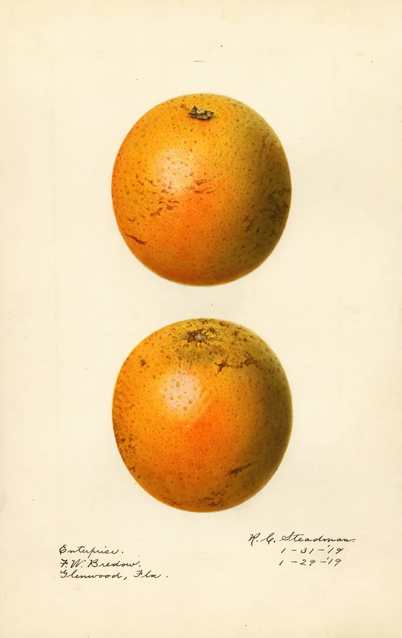 Citrus Sinensis Enterprise Wall Art by Royal Charles Steadman - High-Resolution Digital Print