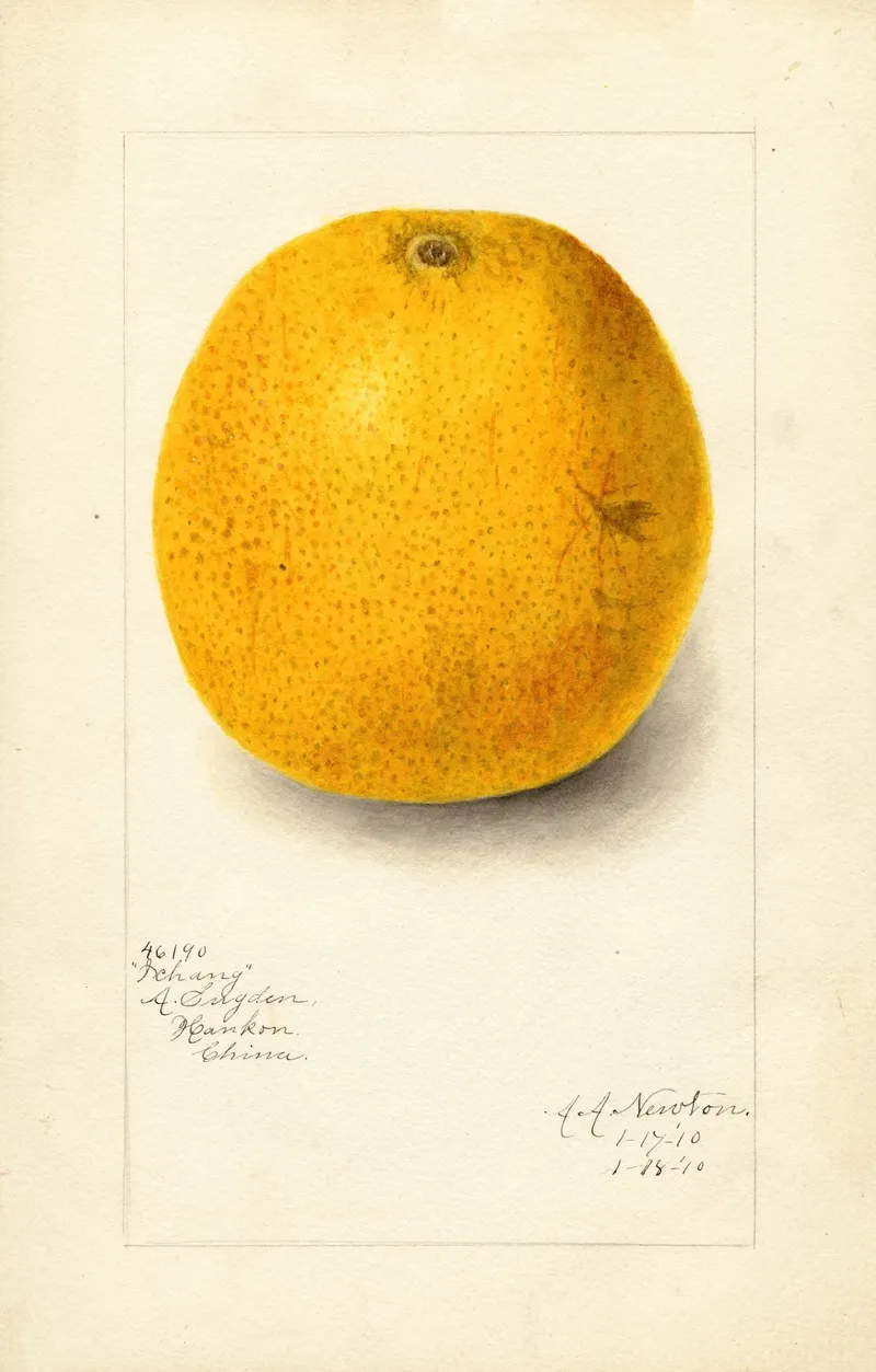 Citrus Sinensis Ichang 2 Wall Art by Amanda Almira Newton - High-Resolution Digital Print