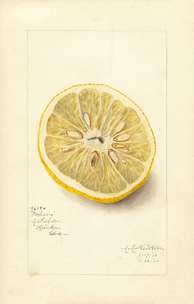 Citrus Sinensis Ichang Wall Art by Amanda Almira Newton - High-Resolution Digital Print