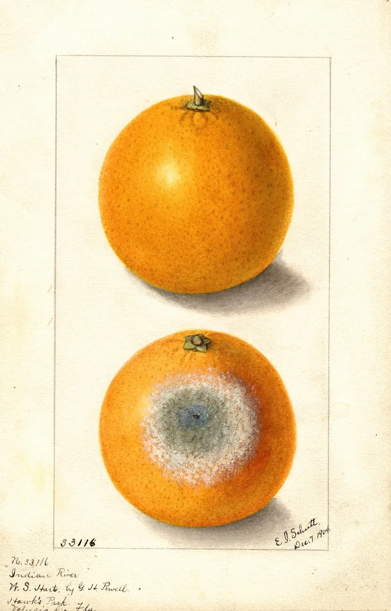 Citrus Sinensis Indian River Wall Art by Ellen Isham Schutt - High-Resolution Digital Print