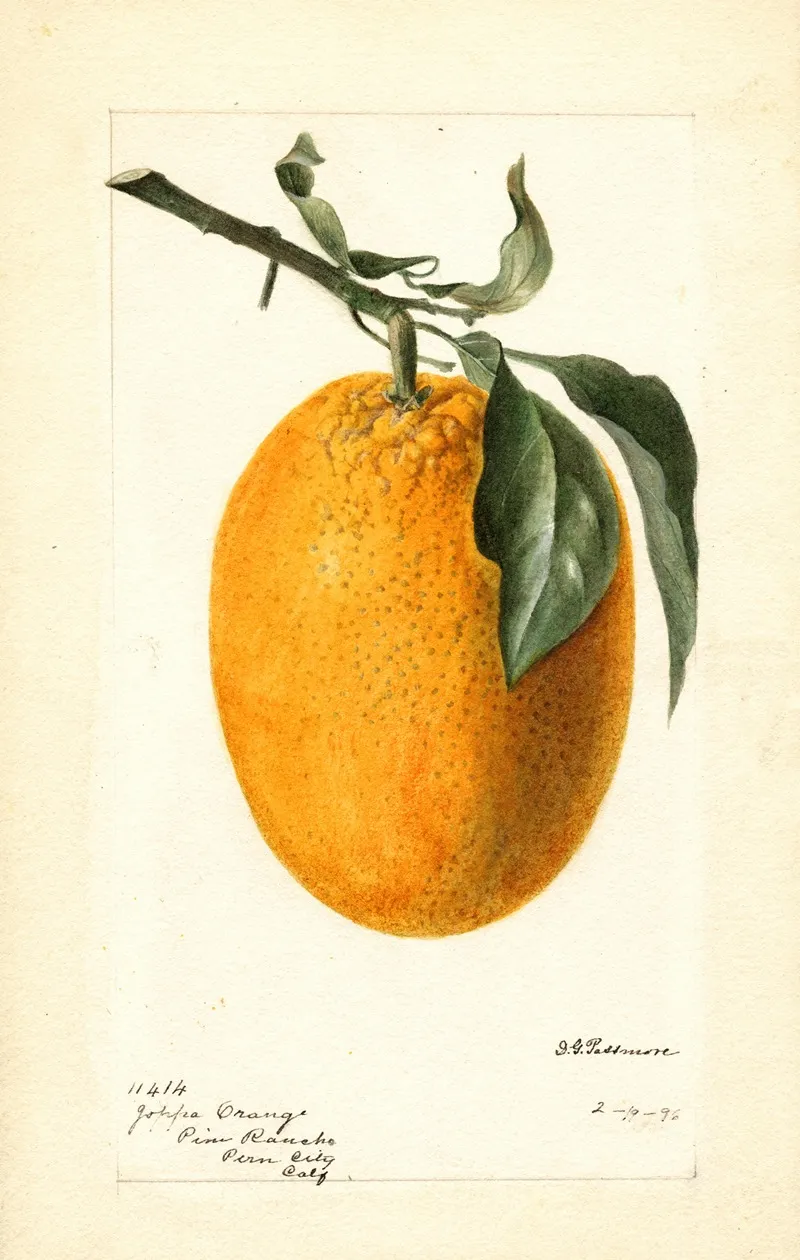 Citrus Sinensis Joppa Wall Art by Deborah Griscom Passmore - High-Resolution Digital Print
