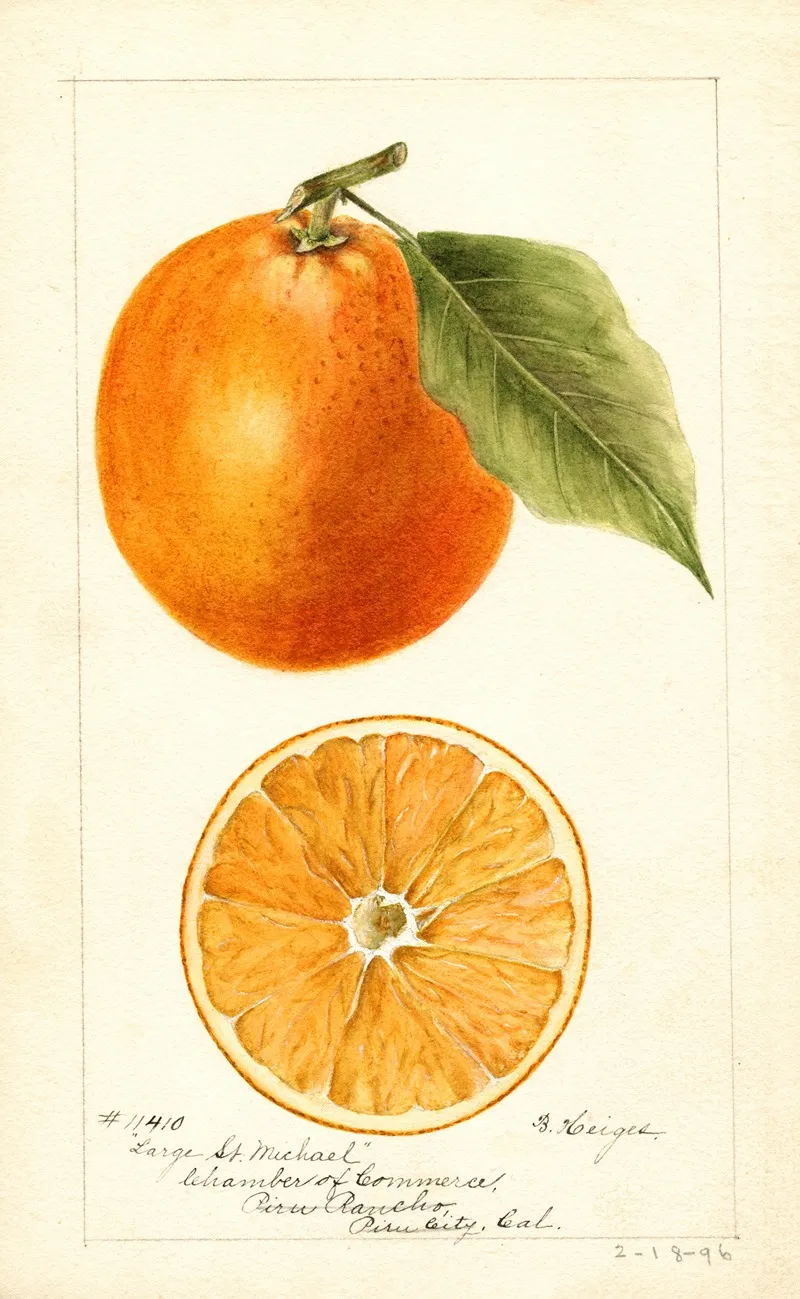Citrus Sinensis Large St Wall Art by Bertha Heiges - High-Resolution Digital Print