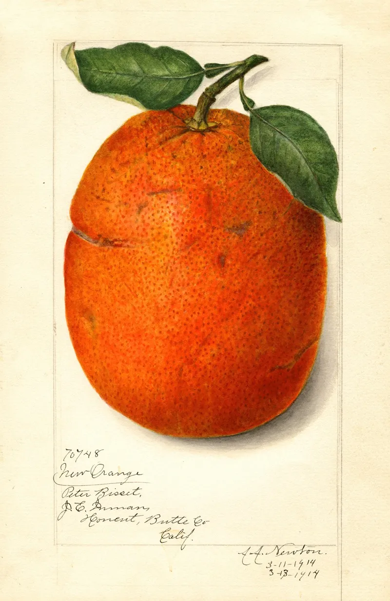 Citrus Sinensis New Wall Art by Amanda Almira Newton - High-Resolution Digital Print