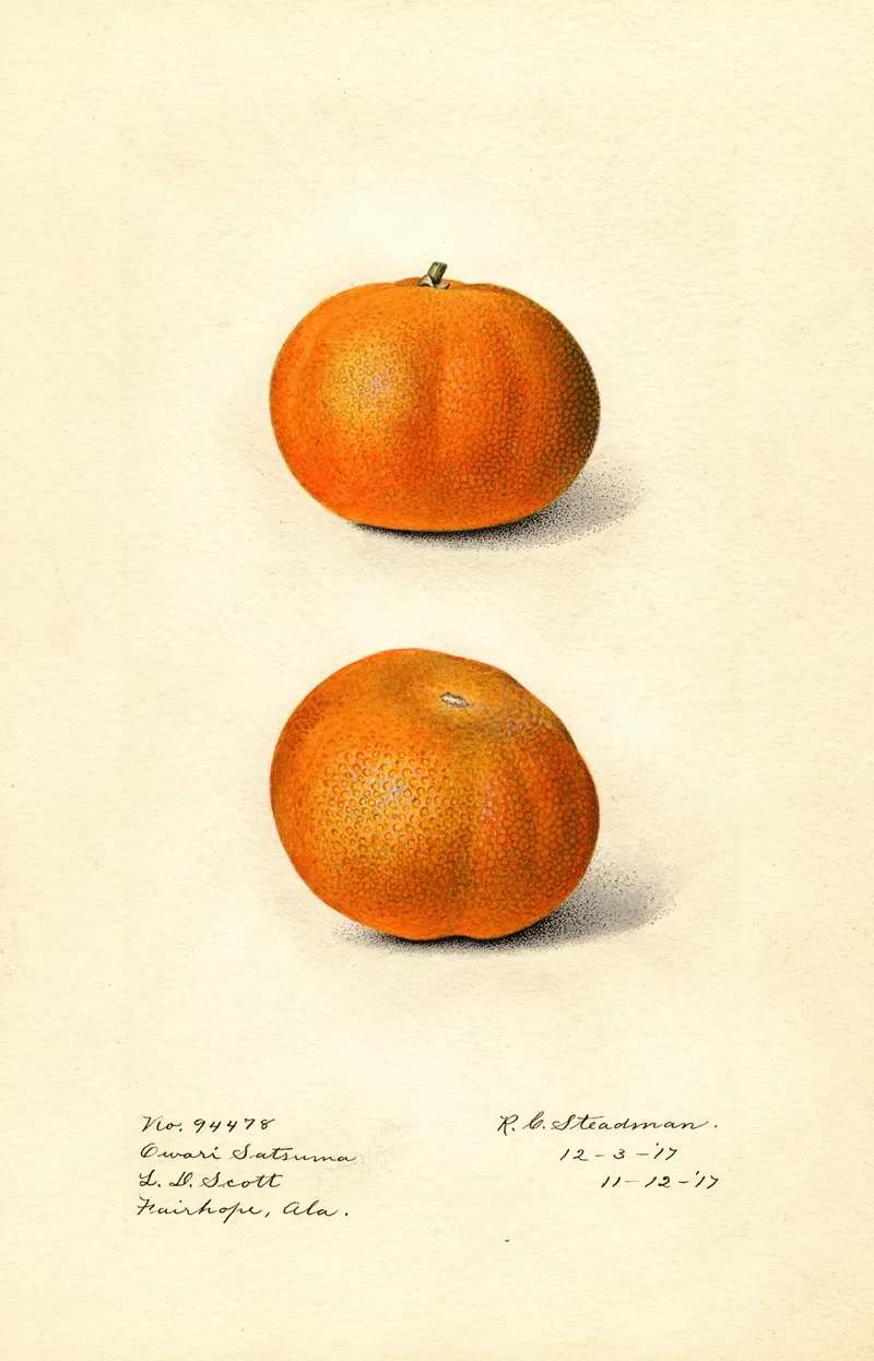 Citrus Sinensis Owari Satsuma Wall Art by Royal Charles Steadman - High-Resolution Digital Print