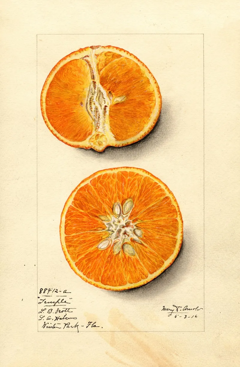 Citrus Sinensis Temple 2 Wall Art by Mary Daisy Arnold - High-Resolution Digital Print