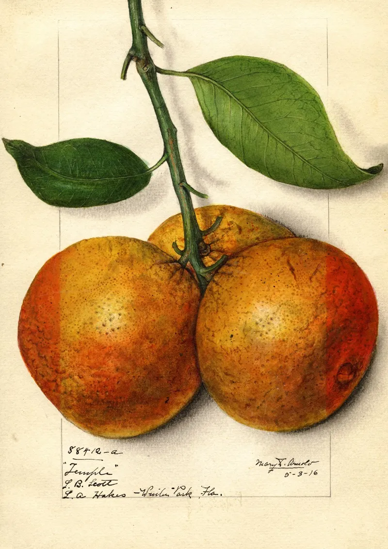 Citrus Sinensis Temple Wall Art by Mary Daisy Arnold - High-Resolution Digital Print