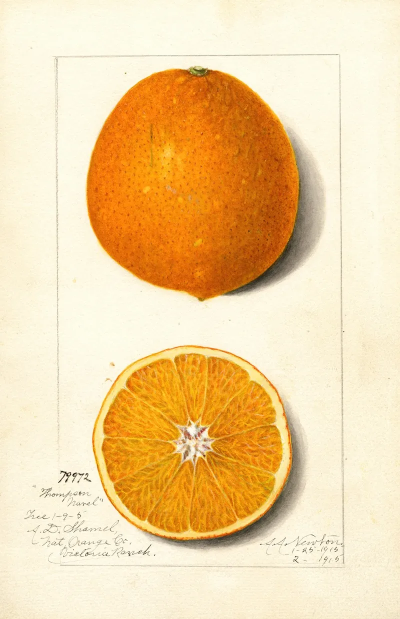 Citrus Sinensis Thompson Improved Navel Wall Art by Amanda Almira Newton - High-Resolution Digital Print