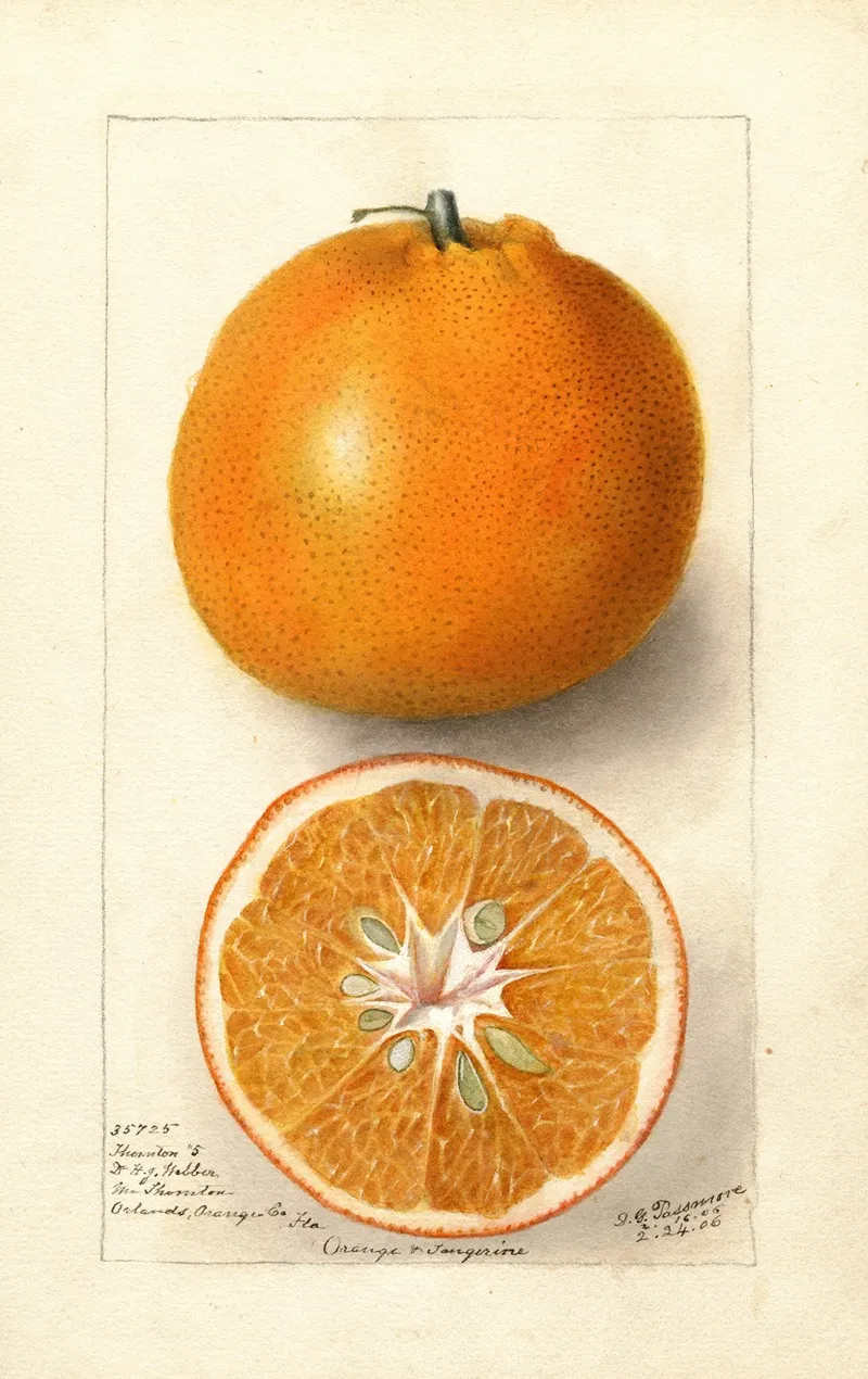 Citrus Sinensis Thornton No Wall Art by Deborah Griscom Passmore - High-Resolution Digital Print