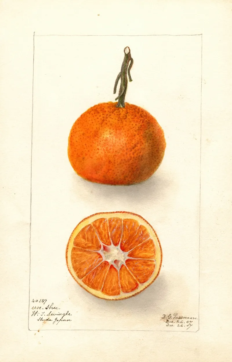 Citrus Sinensis Un Shu Wall Art by Deborah Griscom Passmore - High-Resolution Digital Print