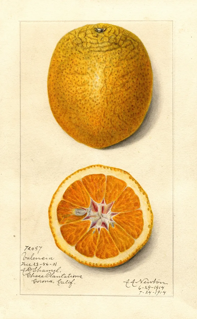 Citrus Sinensis Valencia 10 Wall Art by Amanda Almira Newton - High-Resolution Digital Print