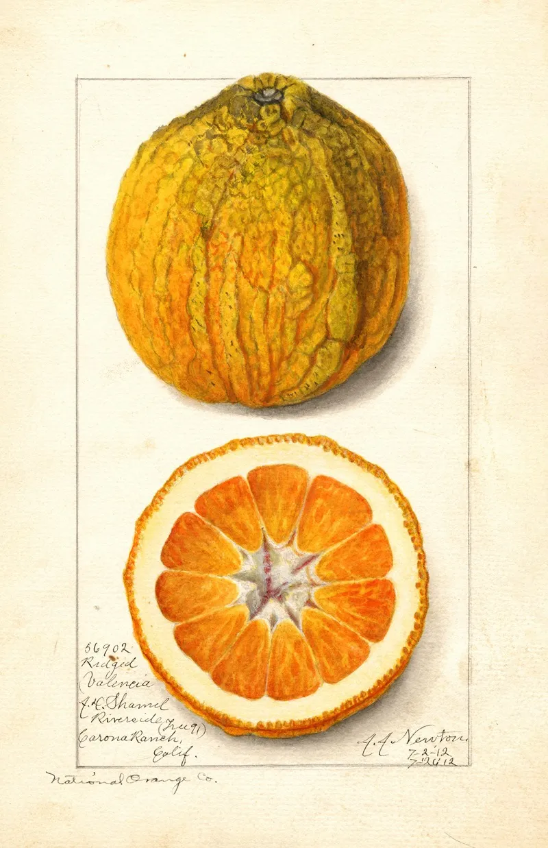 Citrus Sinensis Valencia 11 Wall Art by Amanda Almira Newton - High-Resolution Digital Print