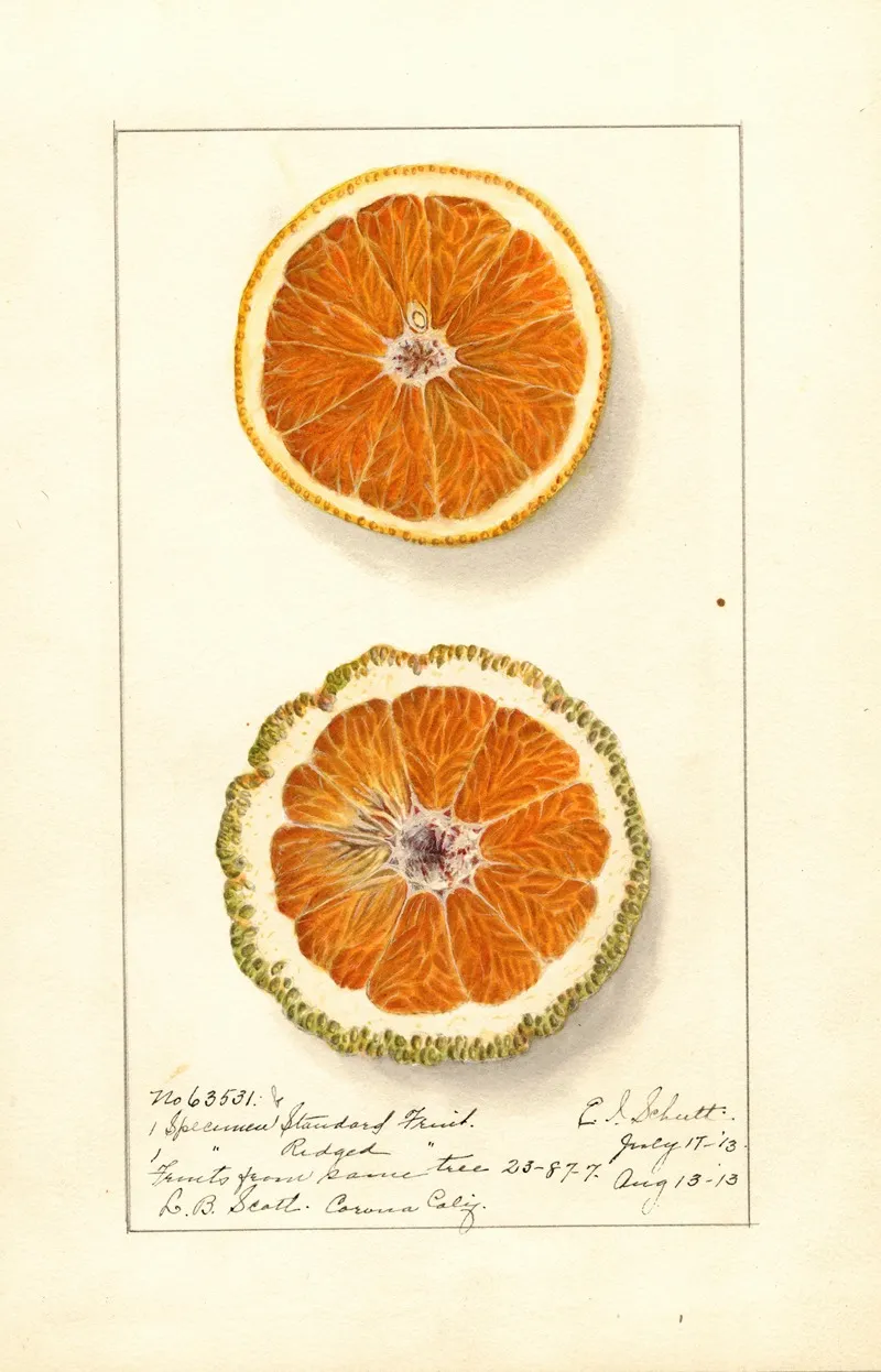 Citrus Sinensis Valencia 12 Wall Art by Ellen Isham Schutt - High-Resolution Digital Print