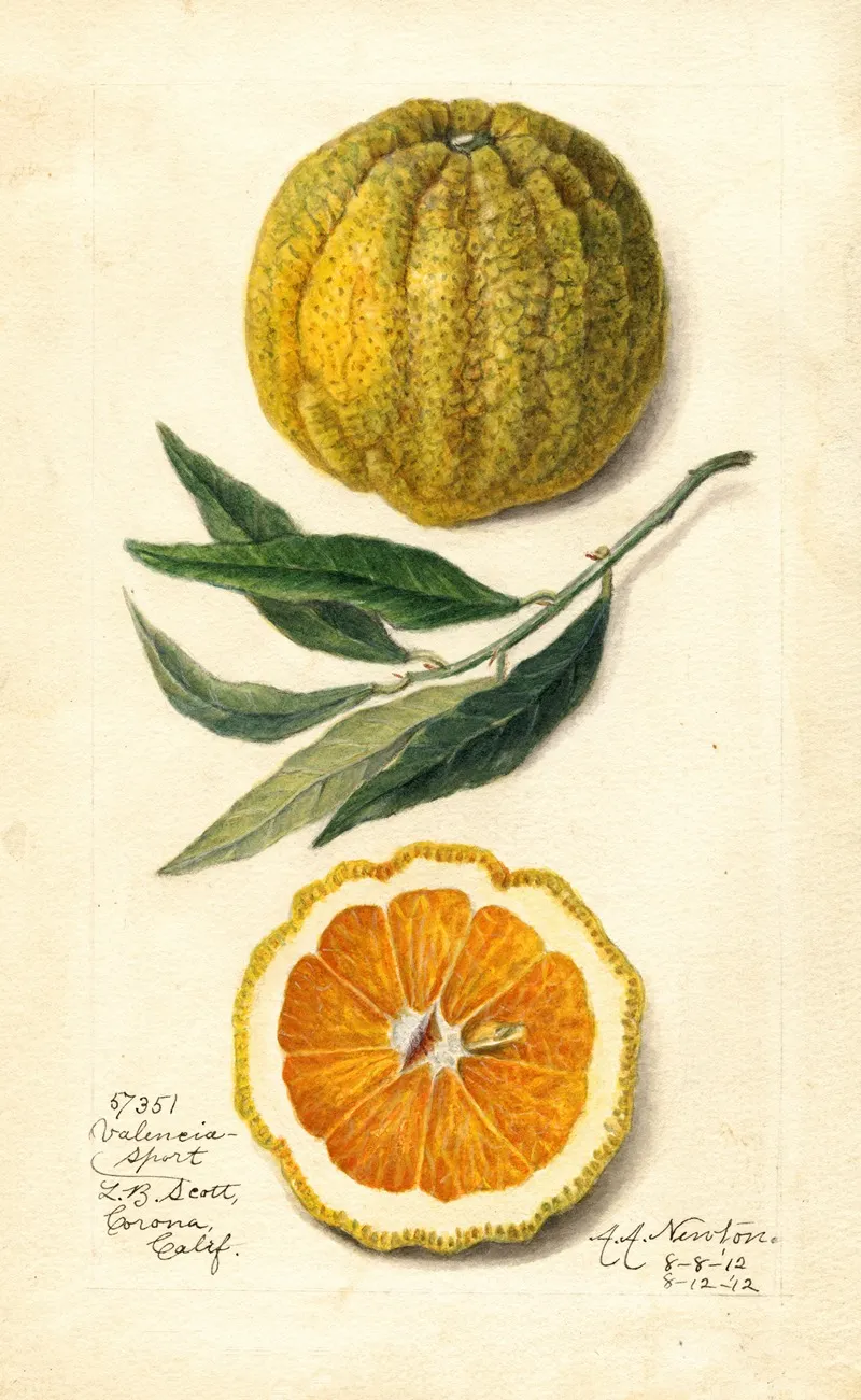 Citrus Sinensis Valencia 14 Wall Art by Amanda Almira Newton - High-Resolution Digital Print