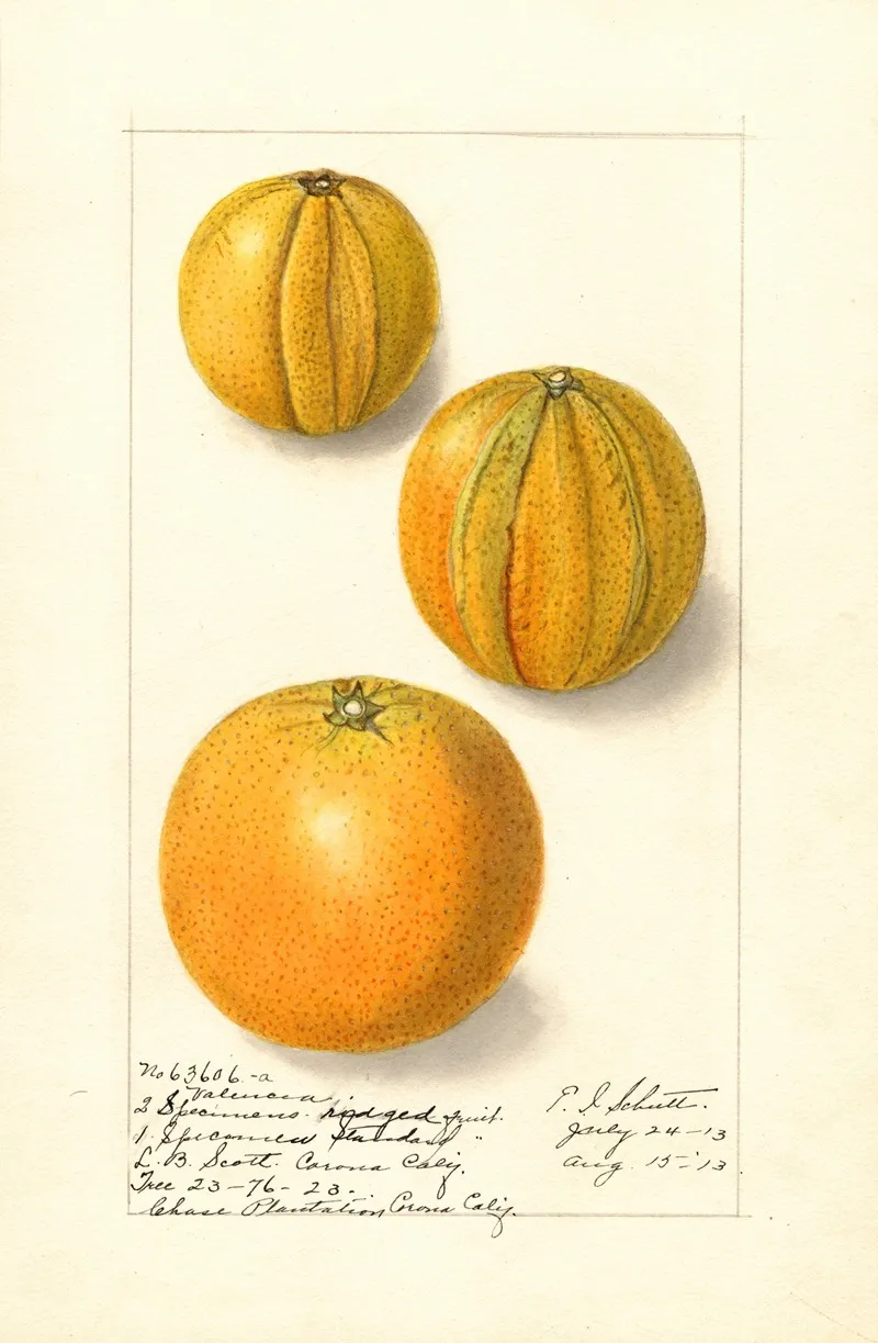Citrus Sinensis Valencia 2 Wall Art by Ellen Isham Schutt - High-Resolution Digital Print