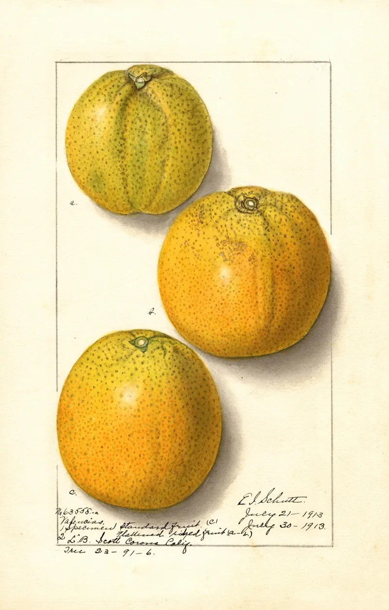 Citrus Sinensis Valencia 3 Wall Art by Ellen Isham Schutt - High-Resolution Digital Print
