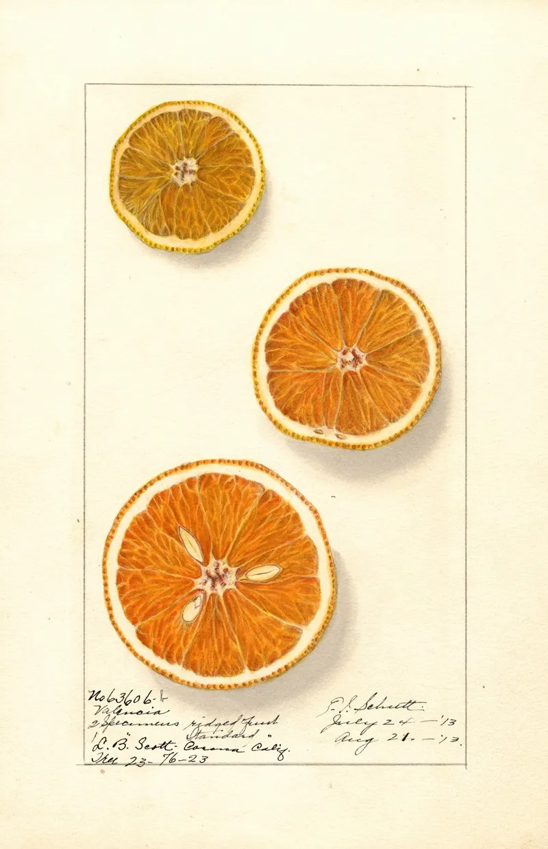 Citrus Sinensis Valencia 4 Wall Art by Ellen Isham Schutt - High-Resolution Digital Print