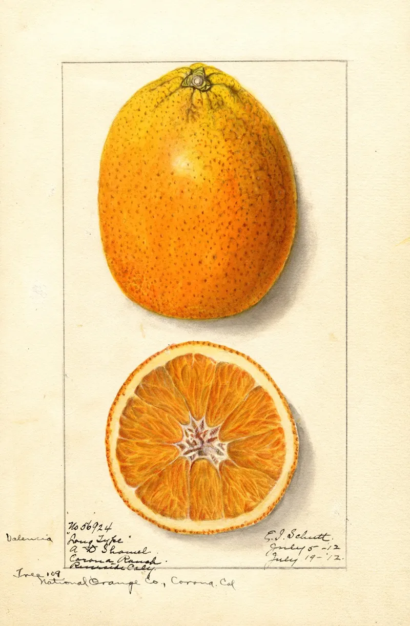 Citrus Sinensis Valencia 5 Wall Art by Ellen Isham Schutt - High-Resolution Digital Print