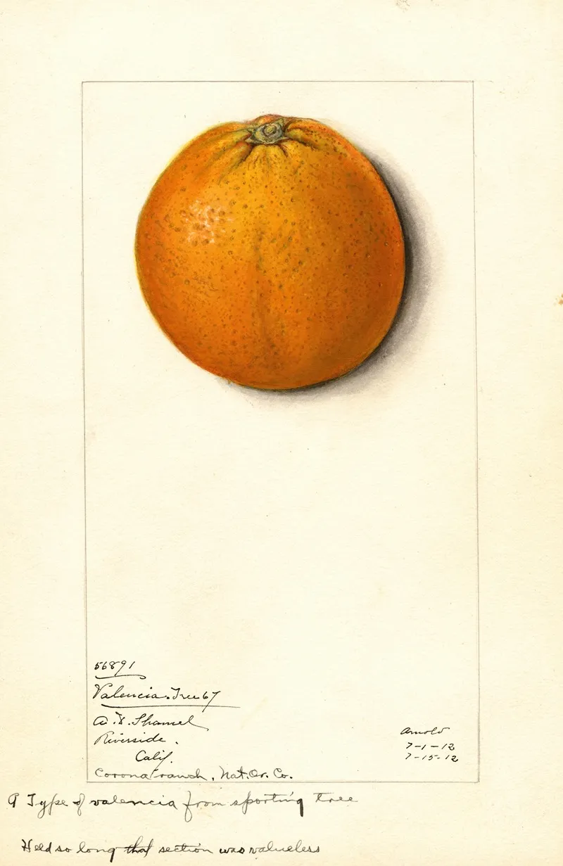 Citrus Sinensis Valencia 7 Wall Art by Mary Daisy Arnold - High-Resolution Digital Print