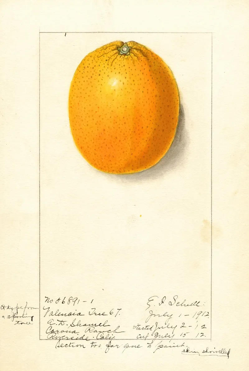 Citrus Sinensis Valencia 9 Wall Art by Ellen Isham Schutt - High-Resolution Digital Print