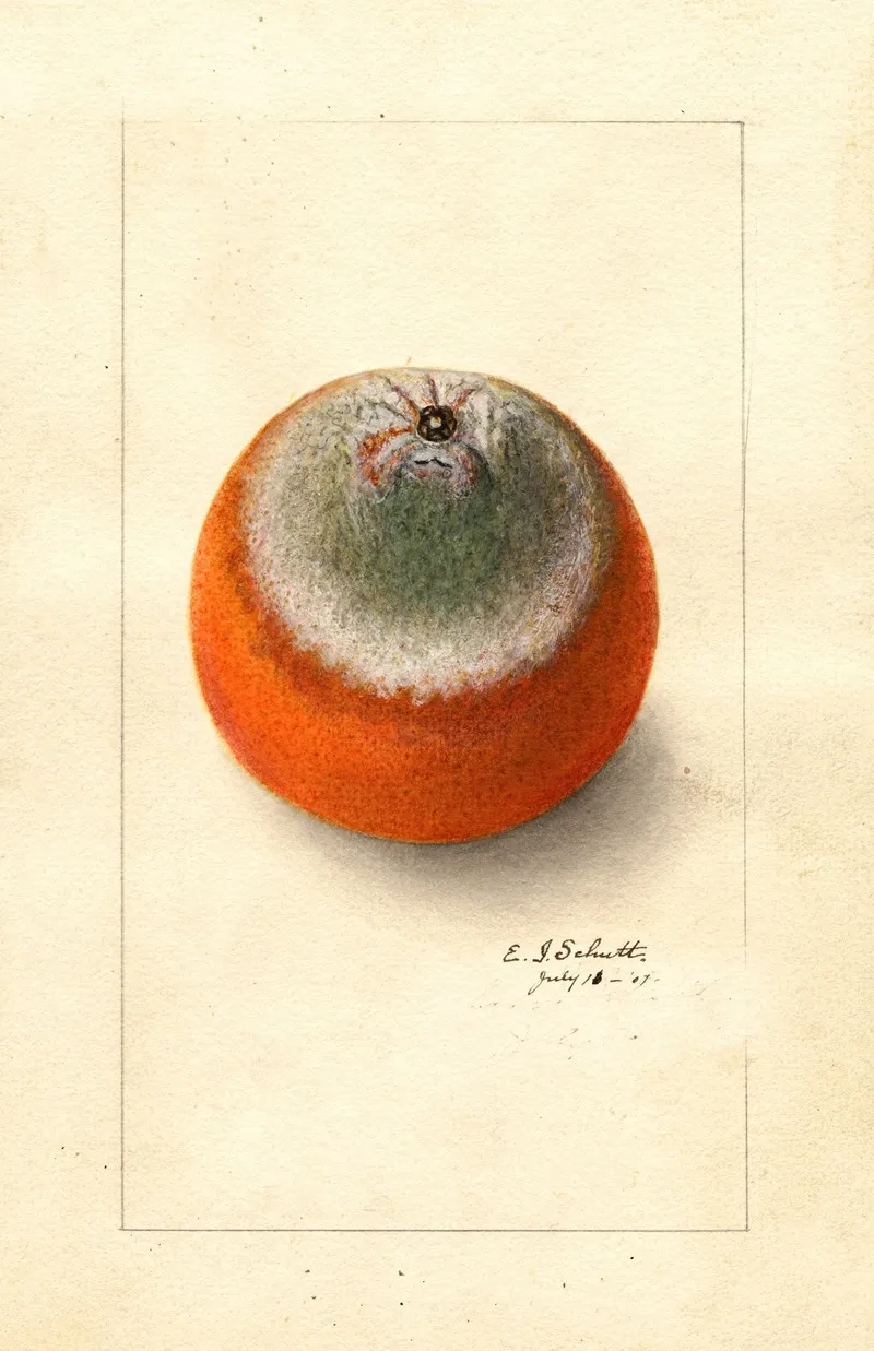 Citrus Sinensis Valencia Late Wall Art by Ellen Isham Schutt - High-Resolution Digital Print