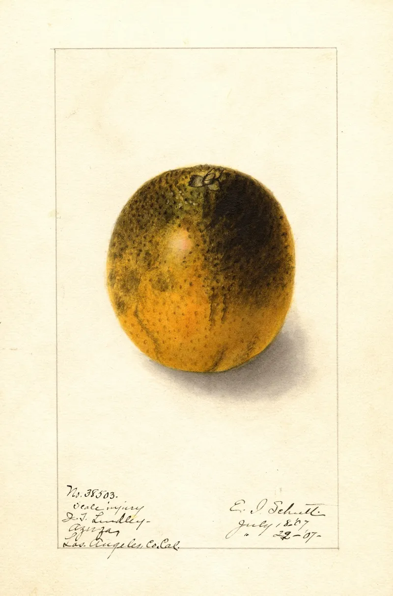 Citrus Sinensis Valencia Wall Art by Ellen Isham Schutt - High-Resolution Digital Print