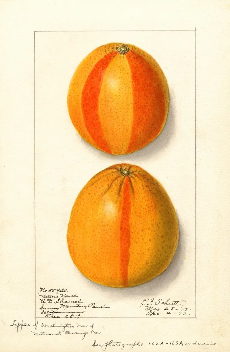 Citrus Sinensis Washington Navel 12 Wall Art by Ellen Isham Schutt - High-Resolution Digital Print