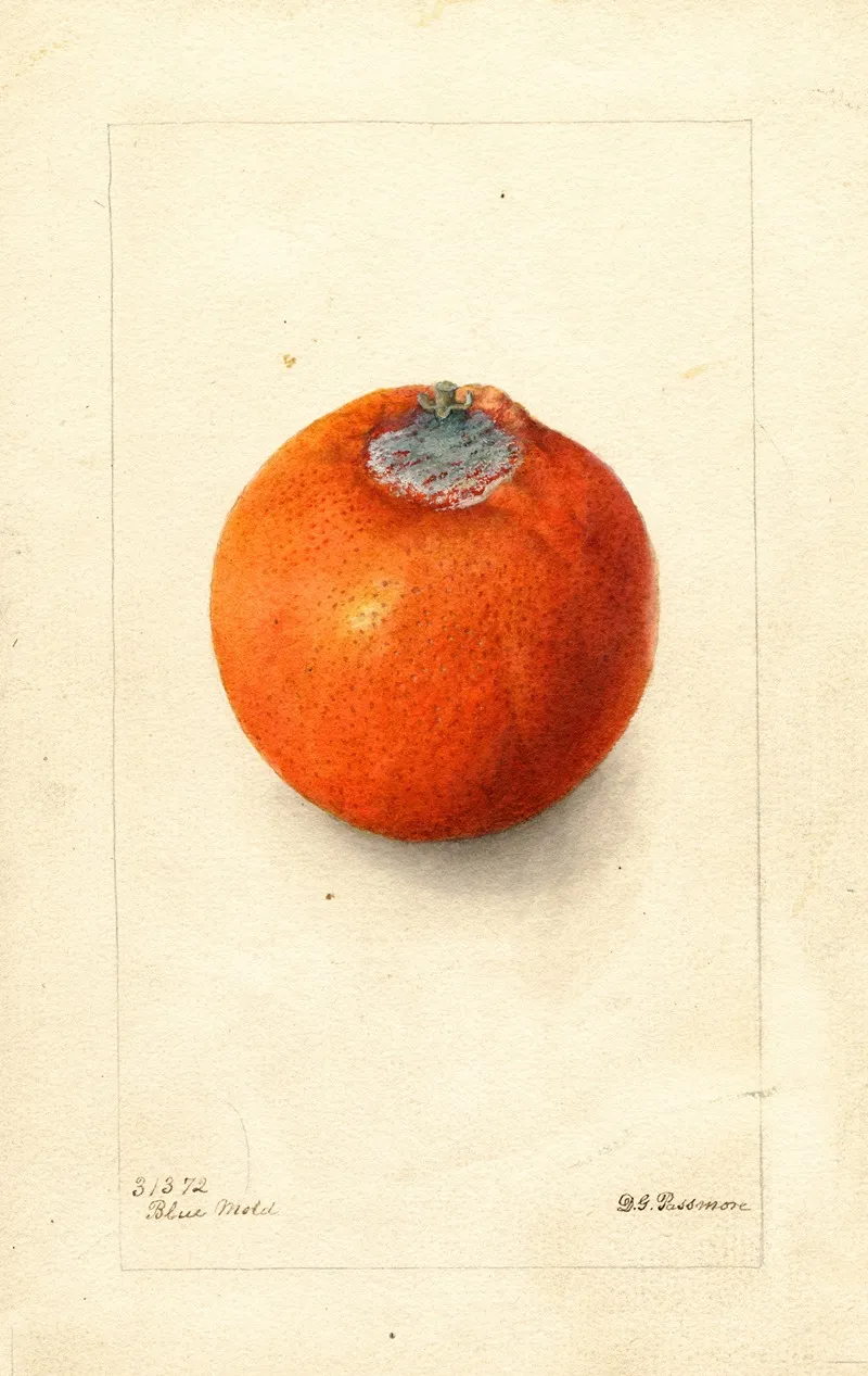 Citrus Sinensis Washington Navel 17 Wall Art by Deborah Griscom Passmore - High-Resolution Digital Print