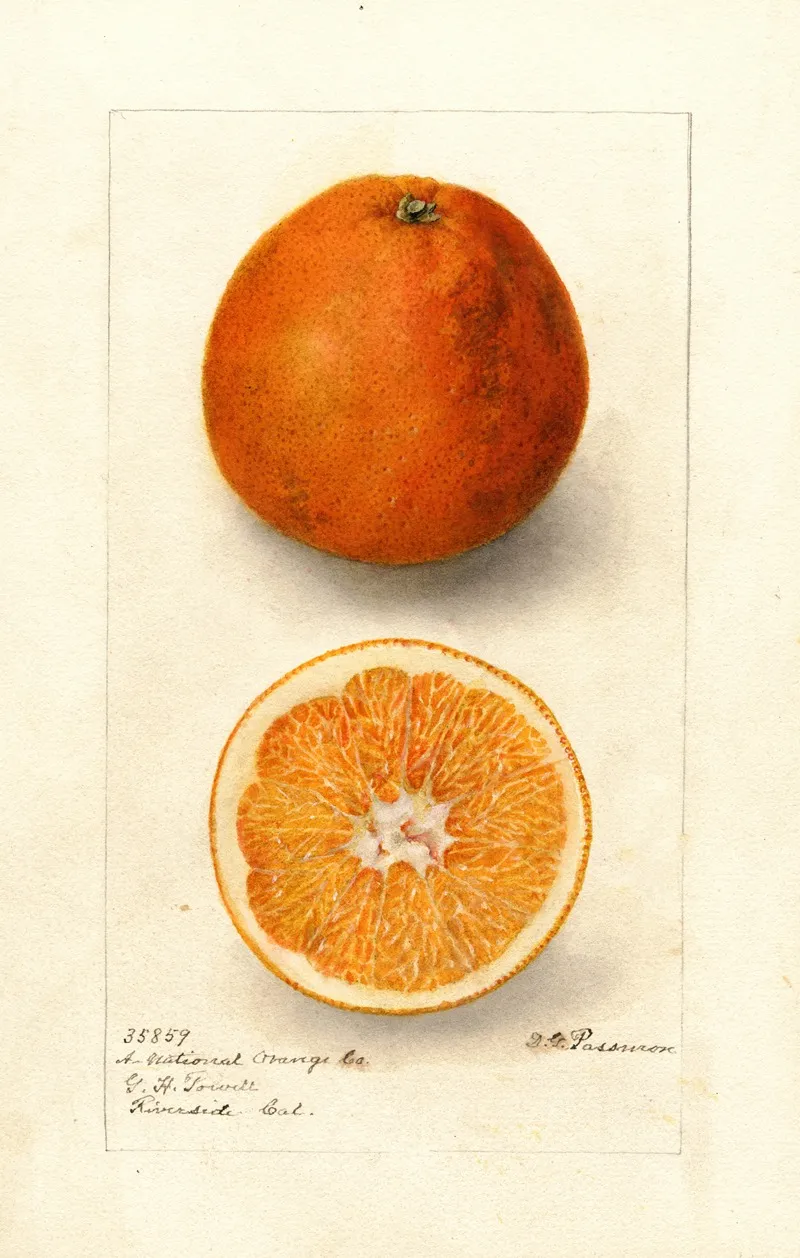Citrus Sinensis Washington Navel 3 Wall Art by Deborah Griscom Passmore - High-Resolution Digital Print