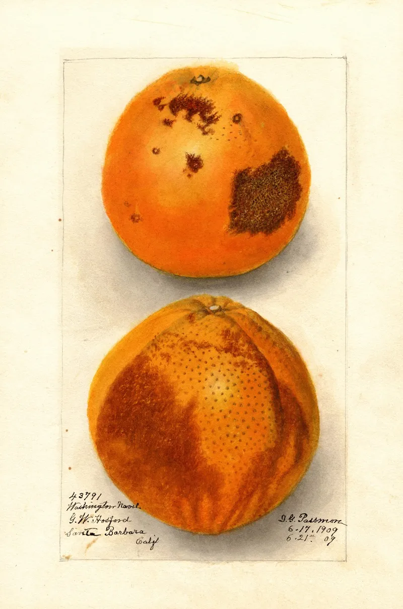 Citrus Sinensis Washington Navel 4 Wall Art by Deborah Griscom Passmore - High-Resolution Digital Print