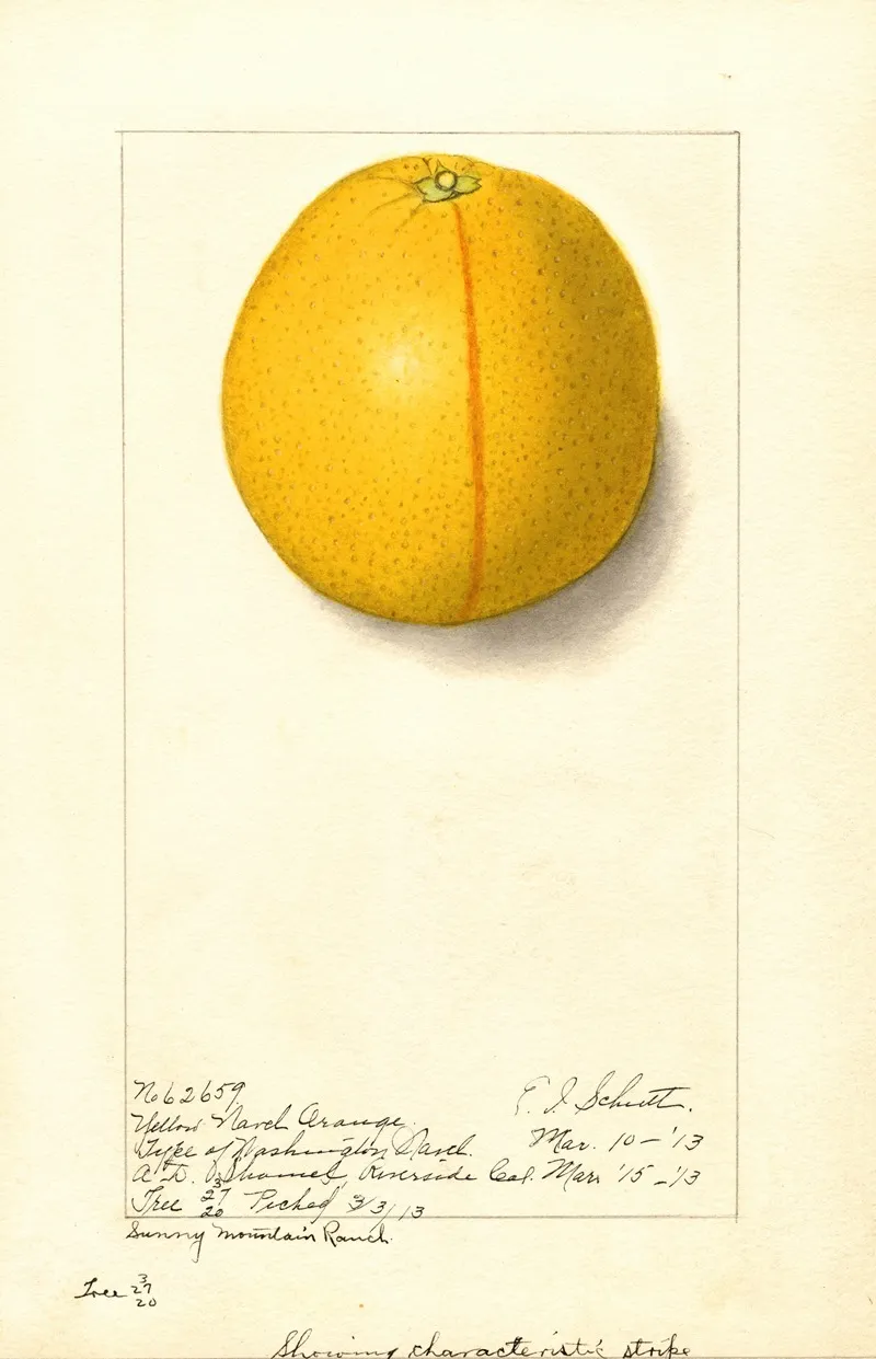 Citrus Sinensis Washington Navel 5 Wall Art by Ellen Isham Schutt - High-Resolution Digital Print