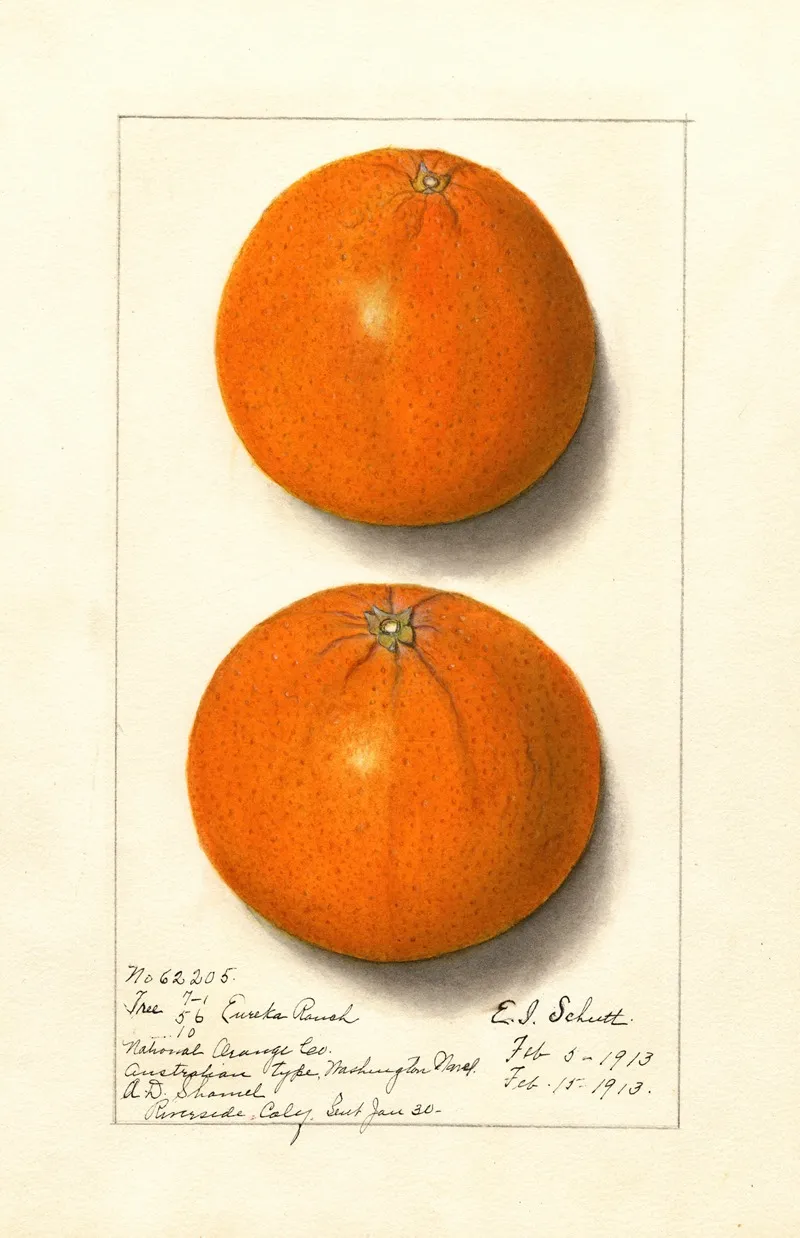 Citrus Sinensis Washington Navel 8 Wall Art by Ellen Isham Schutt - High-Resolution Digital Print